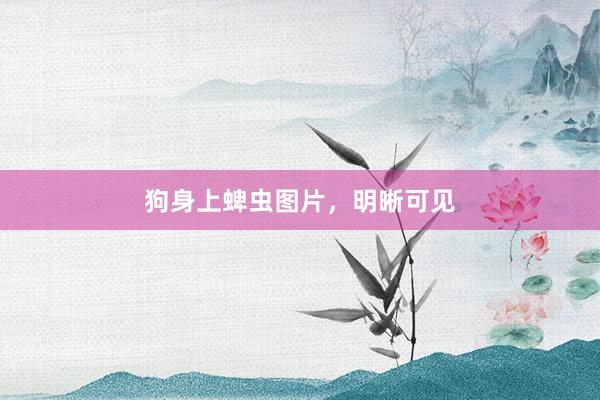 狗身上蜱虫图片，明晰可见